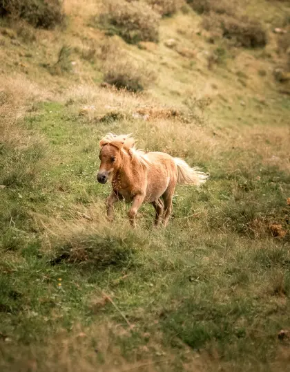 Minishetlandpony