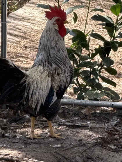 Schönheits-Hahn, besonders, mehrere Rassen in einem