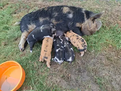 Kune Kune Ferkel
