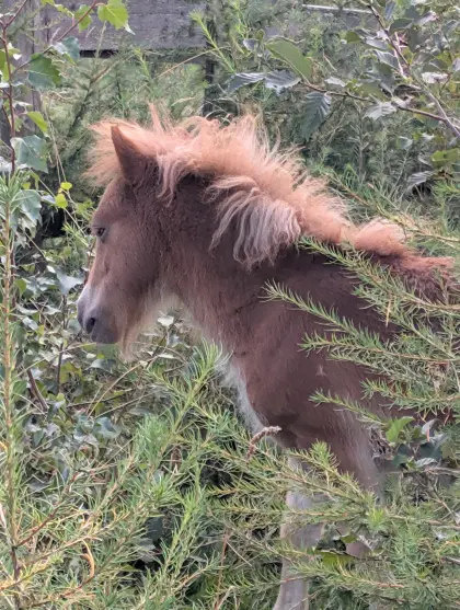 Mini-Shetty-Pony Hengstfohlen, geb. 05/26