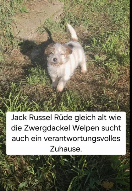 Zwergdackel-Welpen