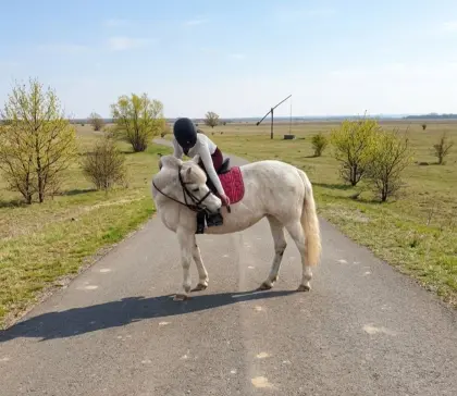 Pony-Stute