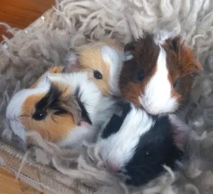 Meerschweinchen, Weibchen, Männchen