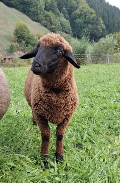 Jura-Schaf