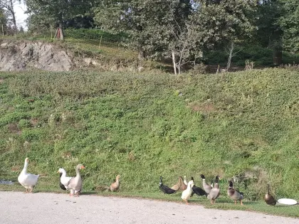 Enten zum Abgeben