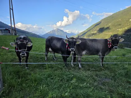 Verkaufe Tiroler Grauvieh Erstlingskühe