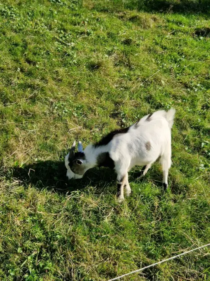 Zwergziegenbock