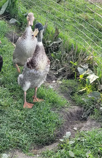 Schneckenenten, 1x männl. und 2x weibl.