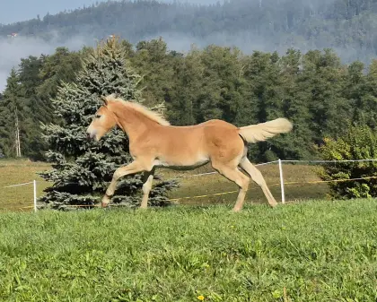 Haflingerhengstfohlen