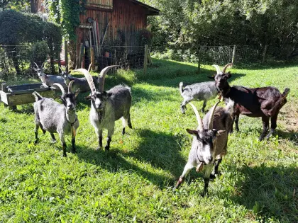 Blobe Ziegenherde zu verkaufen