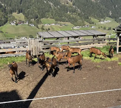 GGZ Zuchtkitze und 1 Hb-Ziege
