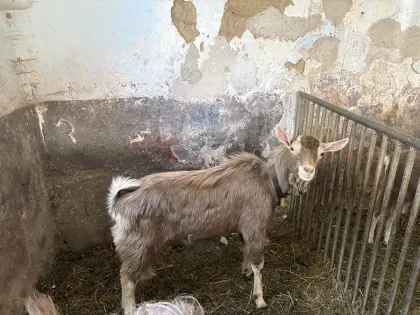 Toggenburger Böcke