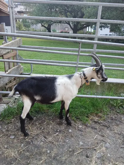 HB Pfauenziegenbock