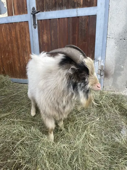 Ziegenbock