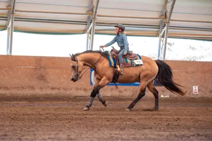 Quarter Horse Wallach Smart Major Fritz