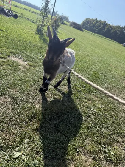 Bock