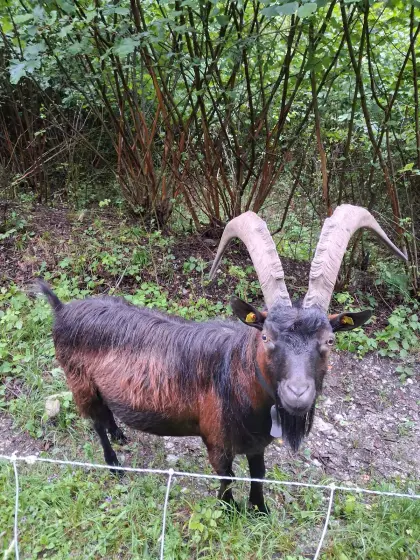 Aosta-Bock