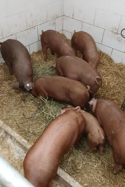 Duroc-Ferkel