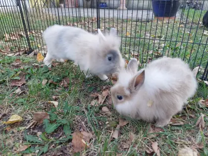 Zwergkaninchen