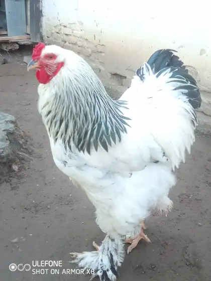 Suche: Brahma-Hahn, weiß-schwarz Columbia