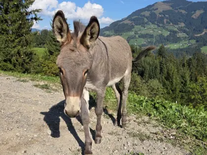 Eselstute