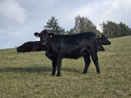 Bio Aberdeen Angus Absetzer weiblich HB