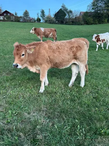 Bio-Murbodner Jungkalbin zu verkaufen
