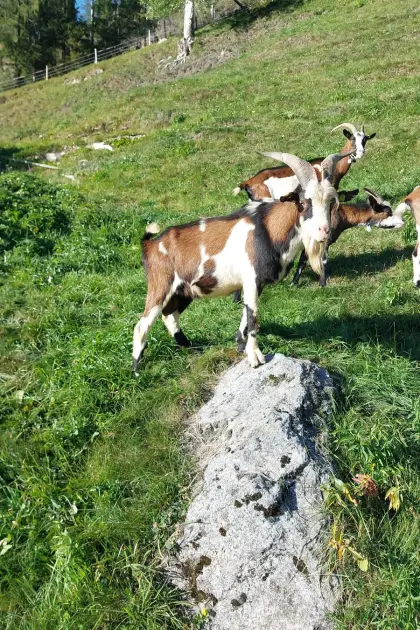 HB Tauernscheckenbock