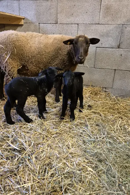 Jura Lämmer