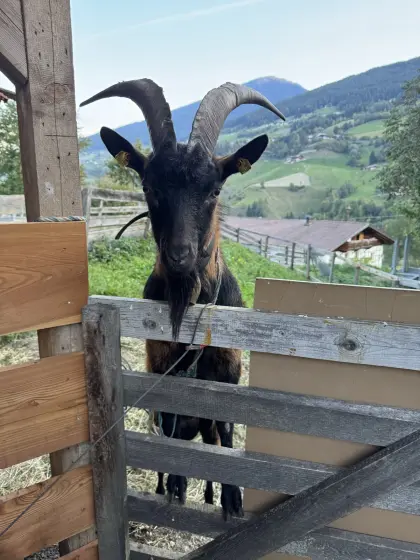 GGZ Ziegenbock