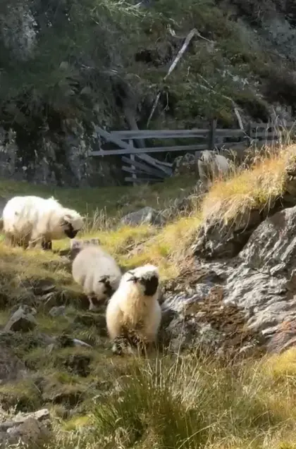 Walliser Schafe zu verkaufen
