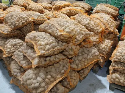 Verkaufe Futtererdäpfel, Futterkartoffel