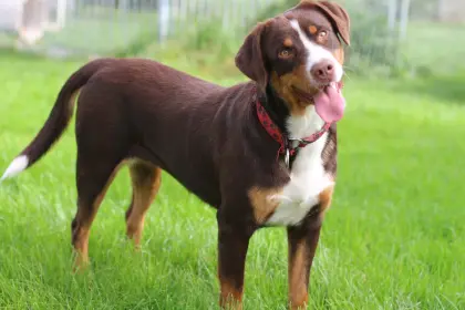 Sennen-Hündin, Swissydog, sucht ein neues Zuhause