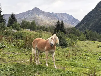 Brave Freizeit gerittene 5-jährige Stute