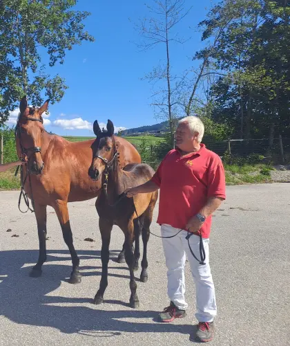 Lamira, österr. Warmblutstute
