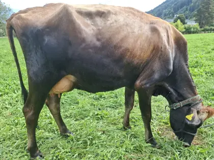Jersey