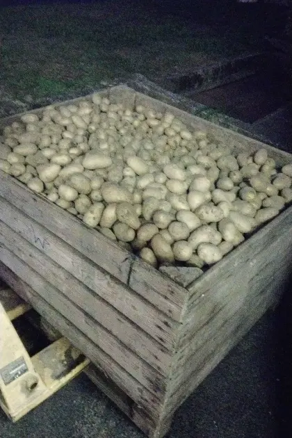 Kartoffeln abzugeben, Tausch