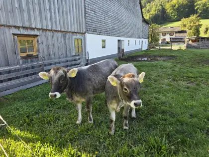 Tiroler Grauvieh Kalbinnen Bio