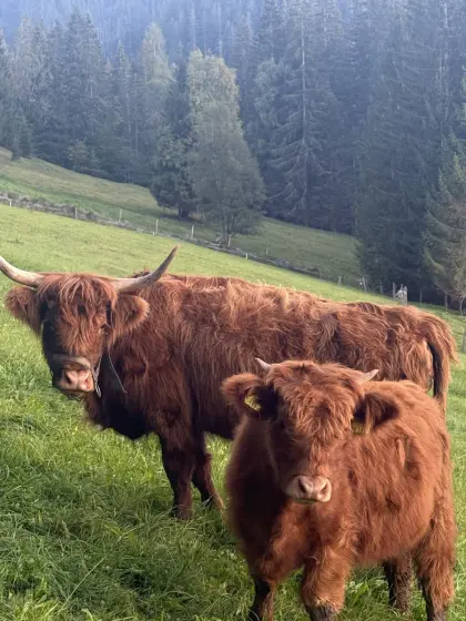 Bio-Hochlandrinder