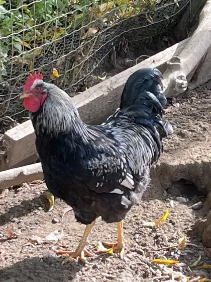 Barnevelder Hahn