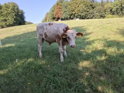 Genomgeprüfter Zuchtstier