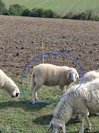 Schafbock (Kärntner Brillenschaf)