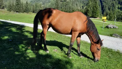 Haflinger, Englisches Vollblutstute