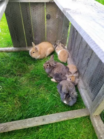Zwergkaninchen