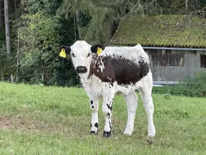 Pustertaler Sprinzen