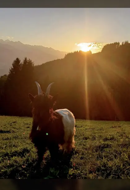 Walliser Ziegenbock