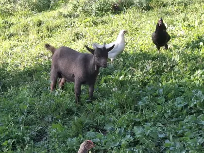 Zwergziegenbock