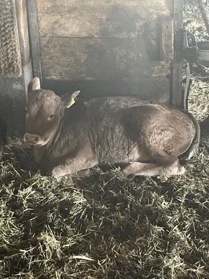 Limousin Kälber, weiblich