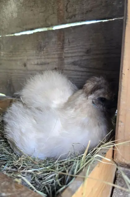 Bruteier, Küken, Seidenhuhn
