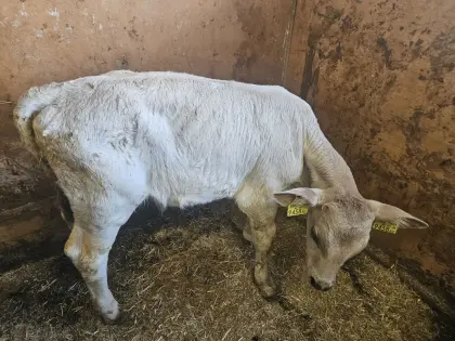 Mastkalb Brown Swiss